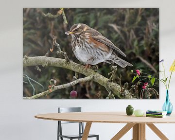 Redwing sur Henk de Boer