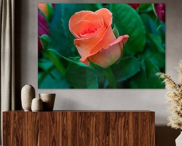 Bloeiende oranje roos met blaadjes close up
