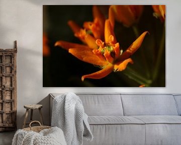 Een mooie oranje bloem in close-up van Pim van der Horst