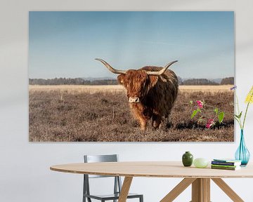 Scottish highlander cow on the heath by KB Design & Photography (Karen Brouwer)