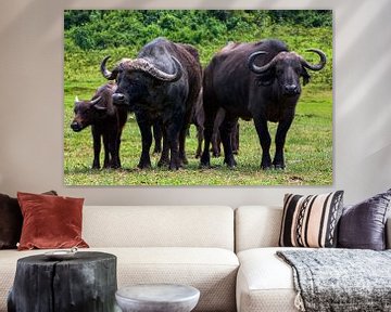 Afrikaanse buffel van Peter Michel