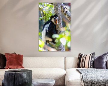 Colobus aap van Peter Michel