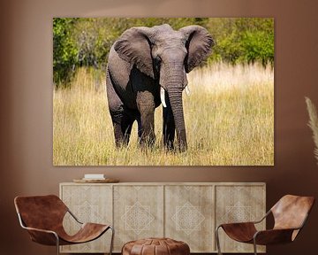 Afrikaanse olifant van Peter Michel