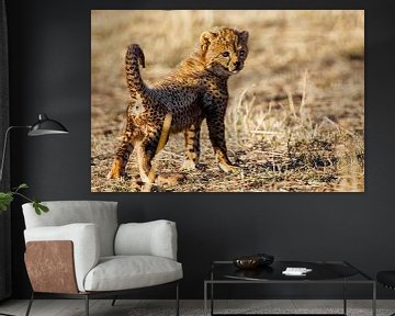 Baby cheetah van Peter Michel