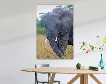 Afrikaanse olifant van Peter Michel