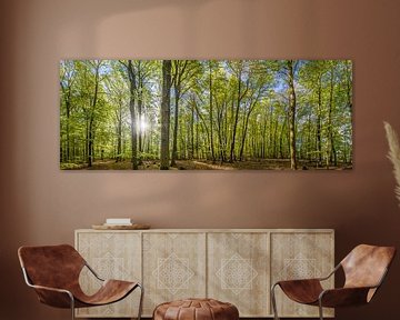 Panorama de la forêt de hêtres au printemps sur Christian Müringer