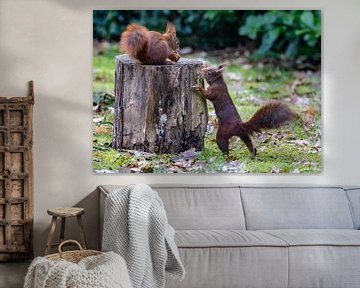 Eekhoorns in de tuin van Marlies Gerritsen Photography