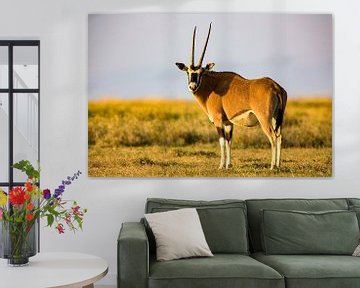 Oryx antilope van Peter Michel