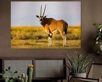 Oryx Antilope von Peter Michel