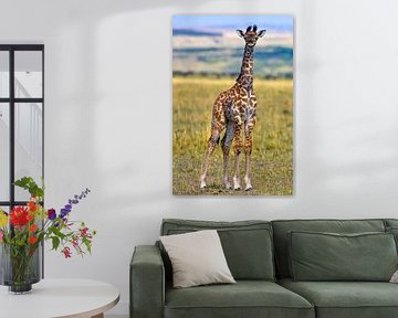 jeune girafe Masai sur Peter Michel