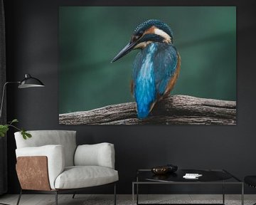 Kingfisher on the lookout by Christien van der Veen Fotografie