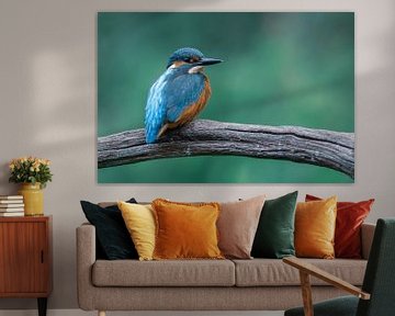 Kingfisher on the waterfront by Christien van der Veen Fotografie