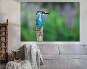 Kingfisher on the waterfront by Christien van der Veen Fotografie