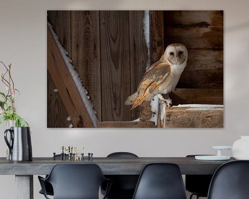 Barn owl by Aukje Ploeg