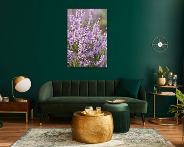 Pastel paarse heide in de ochtendzon art print - bloemen en natuurfotografie van Christa Stroo fotografie