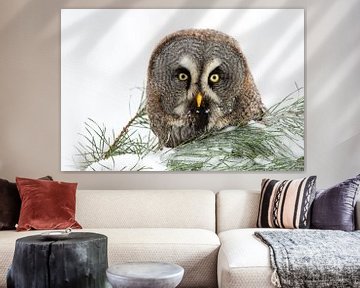 Lapland owl by Aukje Ploeg