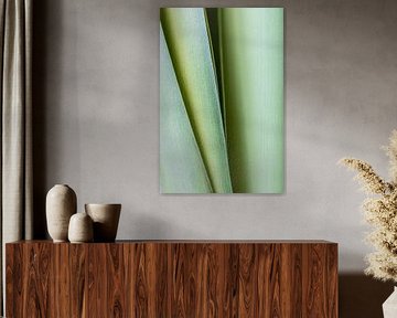Amaryllis leaves