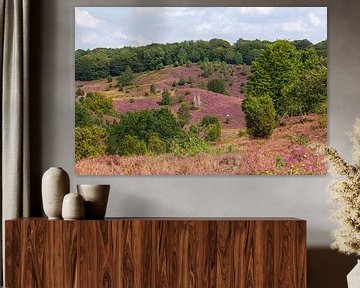 Heidelandschap met heidebloesem, Totengrund, Wilsede, Natuurpark Lüneburger Heide, Nedersaksen, Duit van Torsten Krüger