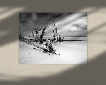Bäume und Wurzeln an der Ostseeküste (monochrom) von Sascha Kilmer