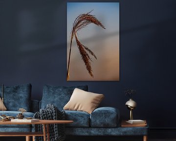 A reed plume in backlight as the sun sets. by Anne Ponsen