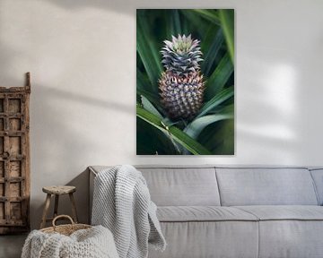Ananas in het groen - Frans Polynesië reis fotografie print van Freya Broos