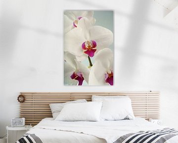 Orchid macro by Björn van den Berg