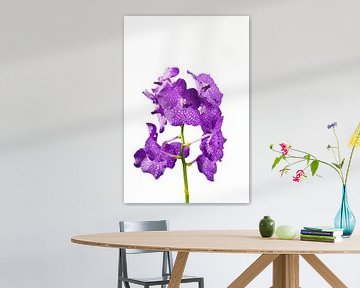 Mooie orchidee van Björn van den Berg