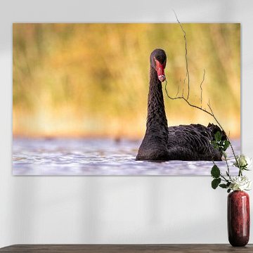 Schwarzer Schwan von Photowski