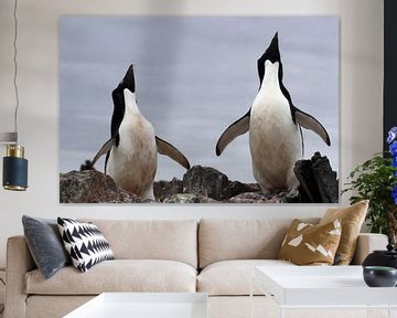 Adelie penguins by Maurice Dawson