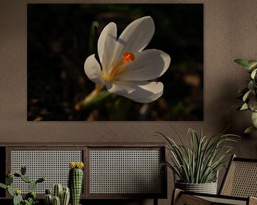 Krokus in de lentezon van Hannelore