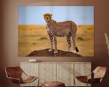 Cheetah op de uitkijk van Peter Michel