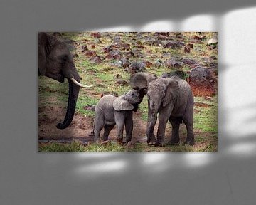 Elefanenfamilie