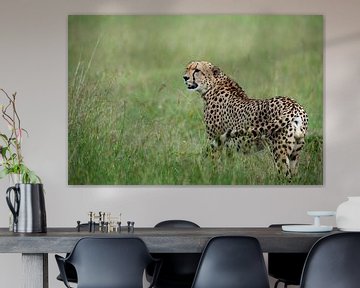 Cheetah op de Masai Mara van Louis en Astrid Drent Fotografie