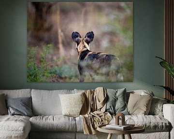 Wilde hond besluipt prooi in Tsavo-West, Kenia van Louis en Astrid Drent Fotografie