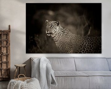 Leopard mit blauen Augen, monochrom, sepia, Samburu, Kenia, Afrika. von Louis en Astrid Drent Fotografie