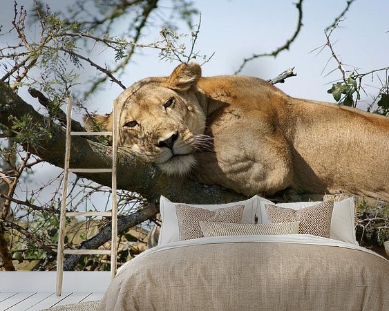 Aperçu de la chambre