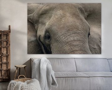 Close up van een Afrikaanse olifant van Achim Prill