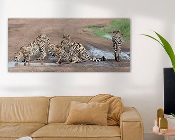 Cheetahs op de Masai Mara, Kenia. van Louis en Astrid Drent Fotografie