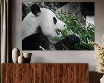 Vrolijke panda met eetlust eet greens, een symbool van een plantaardig dieet, in profiel