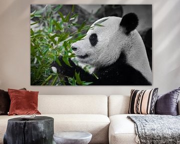 A contented panda looks at a juicy green bamboo branch in profile by Michael Semenov