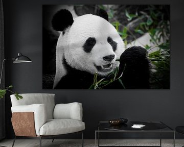 Een leuk panda volledig gezicht eet een heldere sappige bamboescheut op een donkere achtergrond. van Michael Semenov