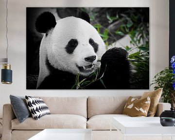 Een leuk panda volledig gezicht eet een heldere sappige bamboescheut op een donkere achtergrond.