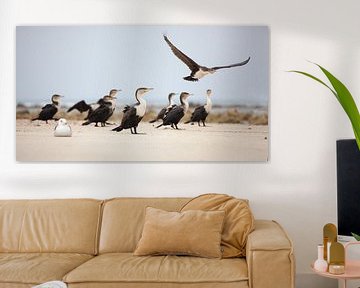 Landing, vogels (aalscholvers) op het strand van Stephan Van Reisen