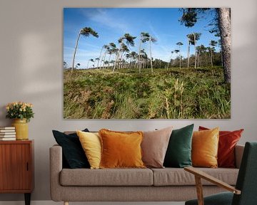 Oostzee (Darß - Weststrand): Landschap achter de duinen van t.ART