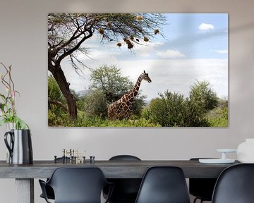 Netzgiraffe unter einem Akazienbaum, Samburu, Kenia, Afrika. von Louis en Astrid Drent Fotografie