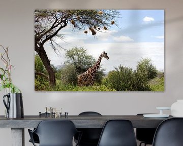 Reticulated Giraffe under an acacia tree, Samburu, Kenya, Africa. by Louis en Astrid Drent Fotografie