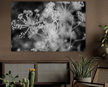 Nahaufnahme von Dill in schwarz und weiß - Fotodruck von Manja Herrebrugh - Outdoor by Manja
