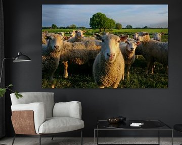 nieuwsgierige schapen van Robin Hendriks
