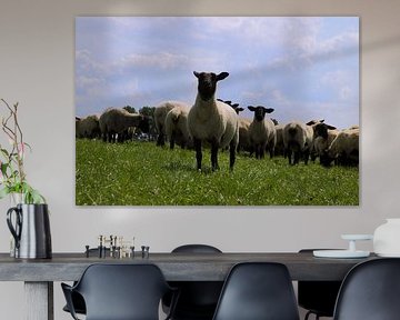 We komen - Schapen op de dijk