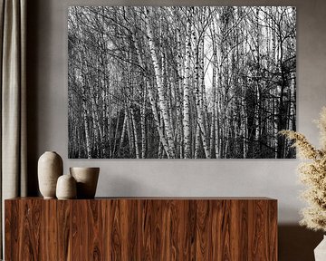 Forêt de bouleaux sur Thomas Jäger